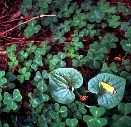clover01.jpg